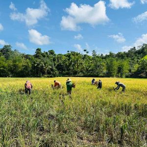 [resized 800px] Agrea - image 1