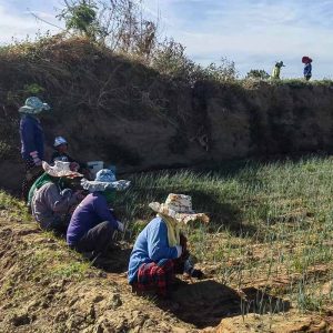 [resized 800px] AgroDigital - image 0