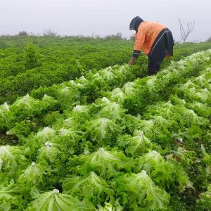 [resized 800px] AgroDigital - image 1