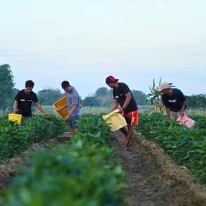 [resized 800px] AgroDigital - image 2