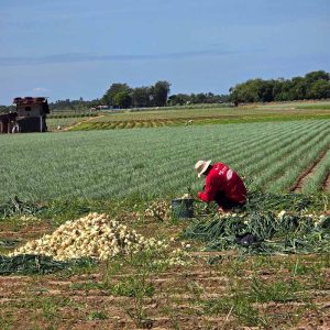 [resized 800px] Mayani - Farmer Photo 1_onions