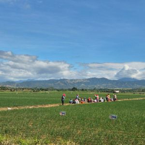 [resized 800px] Mayani - Farmers Photo 2_rice